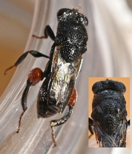 Hybothoracini